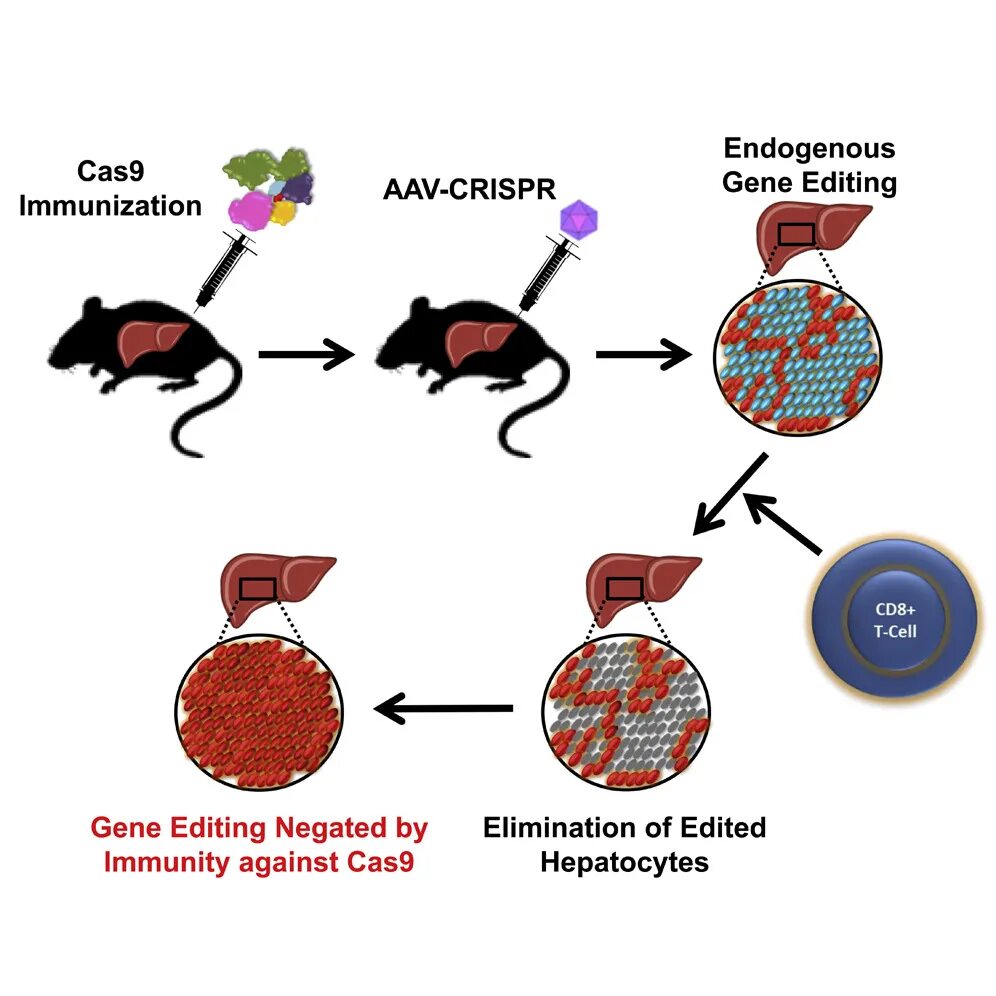 Cas бесплатная. Джиспер Криспер. CRISPR cas9 набор. CRISPR cas9 технология. CRISPR cas9 в лаборатории.