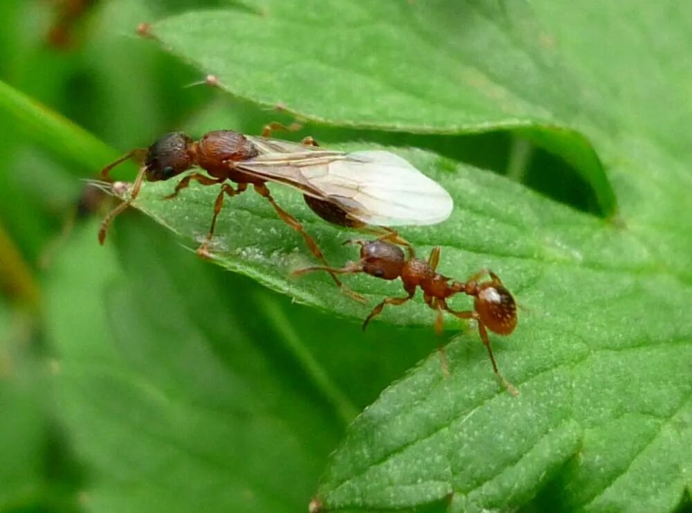 Крылатых муравьев. Крылатые муравьи. Крылатые муравьи фото. Крылатые муравьи на даче. Огромные крылатые муравьи.