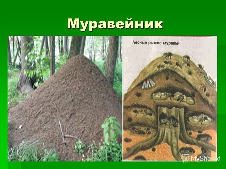 Муравейник находится