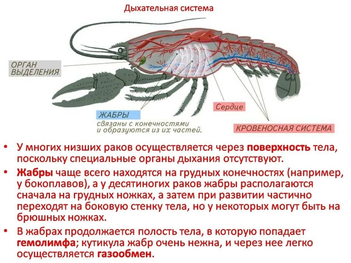 Дыхательная система жабры у членистоногих. Дыхательная система членистоногих ракообразных. Выделительная система система у ракообразных. Кровеносная система ракообразных. Каким органом дышит речной рак