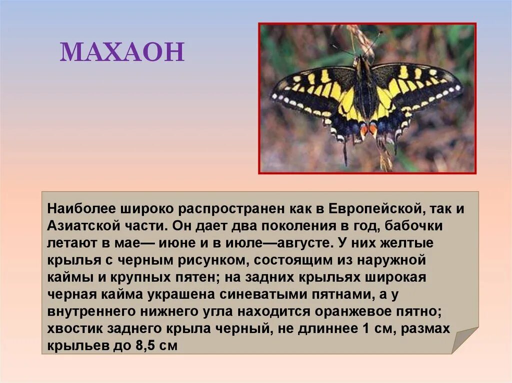 Сообщение первые бабочки 2 класс окружающий мир. Бабочка Махаон кратко для детей. Бабочка Махаон рассказ для 2. Бабочка Махаон рассказ о ней. Сведения о бабочке Махаон.