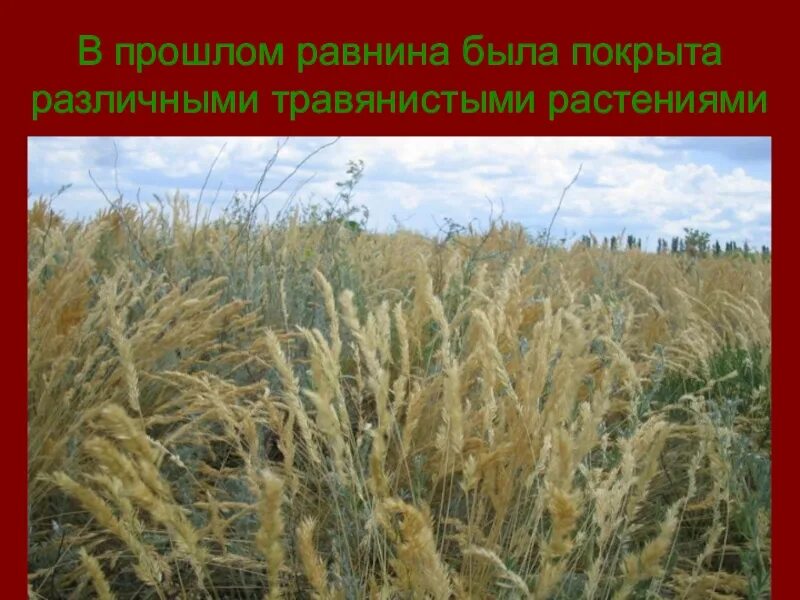 Презентация по кубановедению краснодарский край. Травянистые равнины растительность. разнообразие растительного мира краснодарского края. растения в травянистых равнинах. растительный мир краснодарского края презентация.