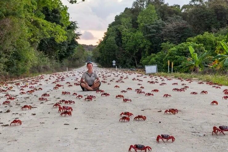 Mating crawl: Migrating Christmas Island crabs jams traffic Reuters