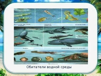1 обитатель водной среды