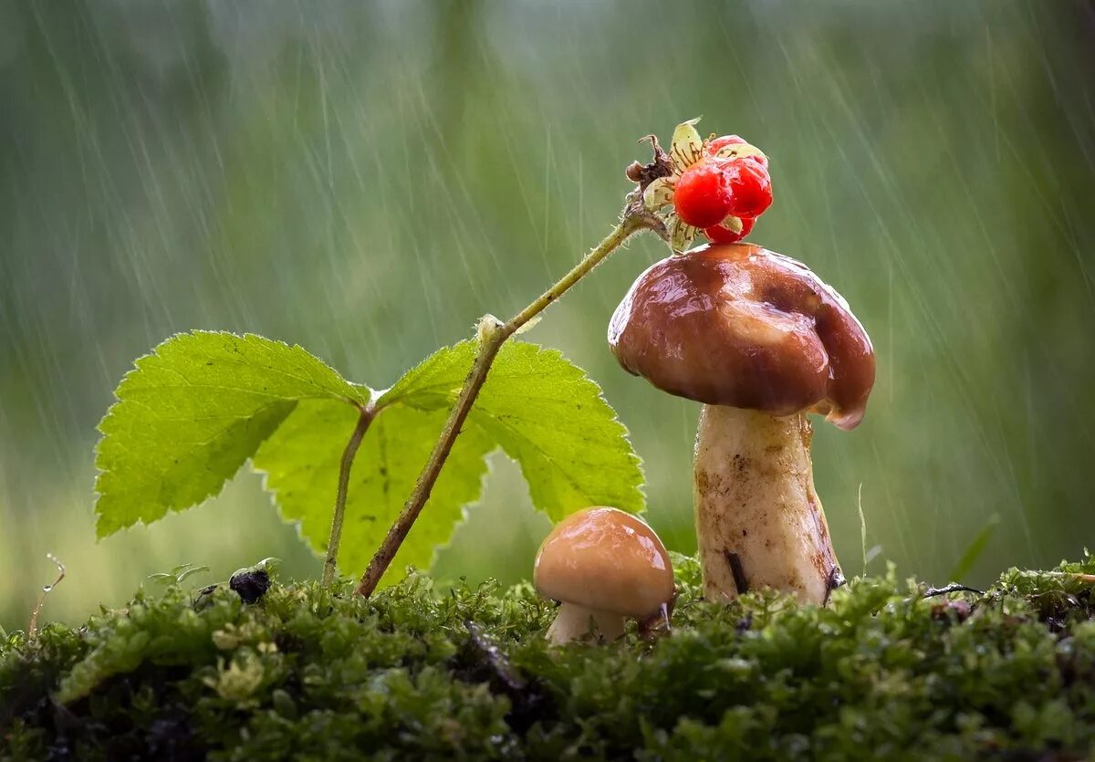 Дождя больше грибов. Грибной дождь. День грибного дождя. Летний грибной дождь. День грибного дождя 6 августа.
