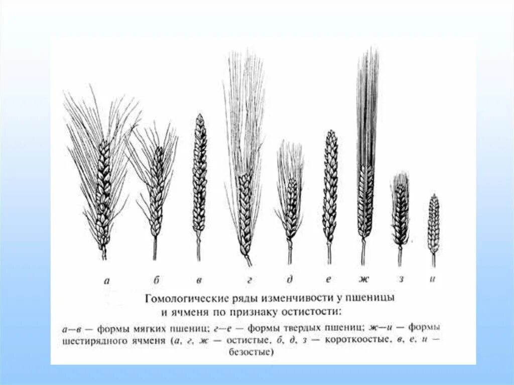 Общебиологическое значение закона гомологических рядов. Закон гомологических рядов наследственной изменчивости пшеница. Вавилов закон гомологических рядов в наследственной изменчивости. Закон гомологических рядов изменчивости Вавилова. Гомологические ряды Вавилова.