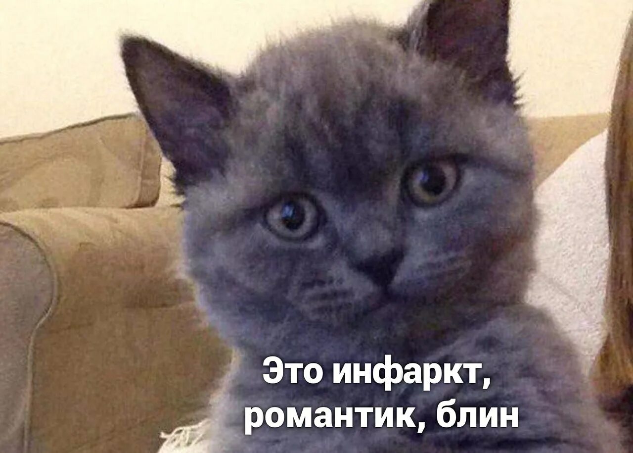 Тут кот. Котик туть. мемы с котом. туть мем котенок. я туть.
