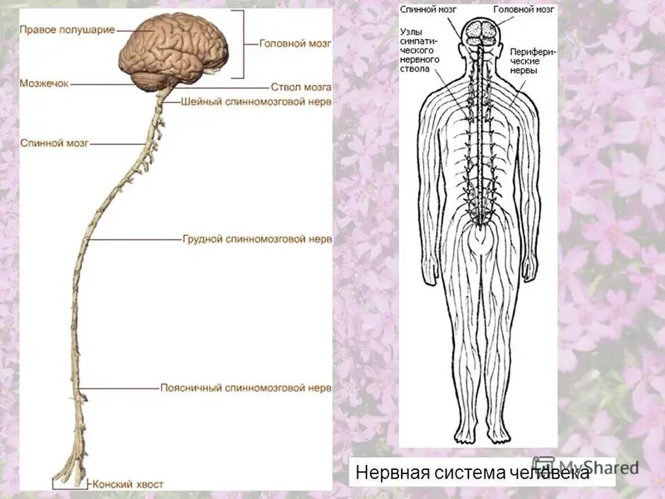 Нервная система человека схема. Нервная система человека строение рисунок. Схема строения центральной нервной системы человека. Строение нервной системы схема с пояснениями. Органы входящие в центральную нервную систему