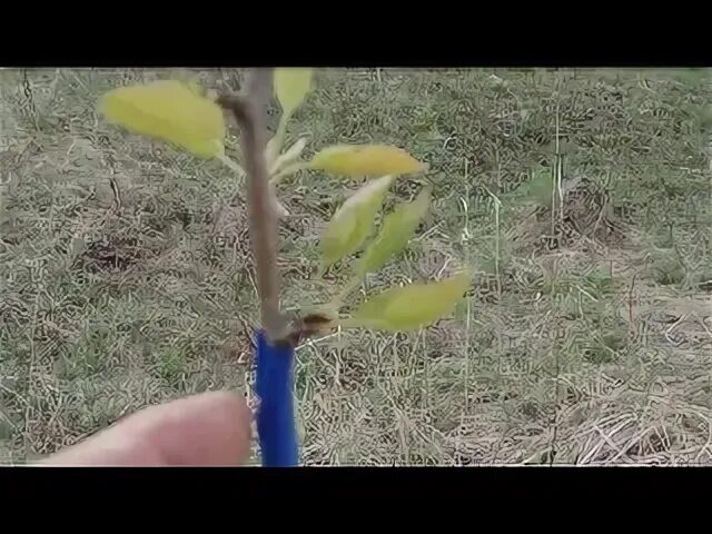 Прививка яблони видео