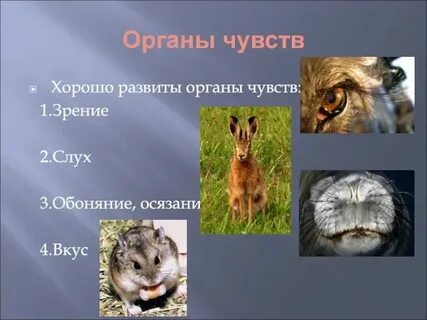 Защита организма у животных