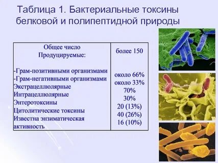 Характеристика бактерий