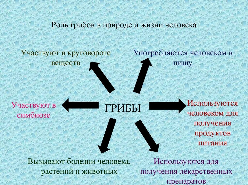 Какую роль играют грибы и бактерии