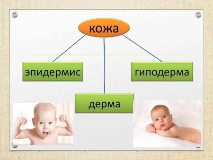 Для чего нужна кожа. Кожа человека презентация. Презентация «зачем человеку кожа?» Подготовительной группы.. Кожа человекаьдля презентации. Кожа. Урок 1 класс.