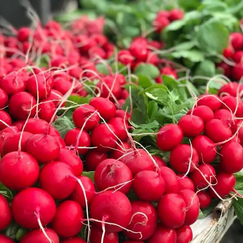 невагро профессиональные семена. российский союз производителей химических средств защиты растений. агро каталог. семена фирма люкс. невагро профессиональные семена.