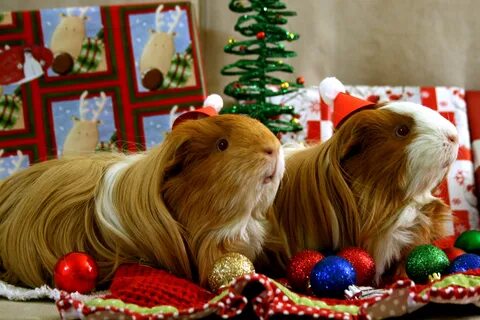 Новый год животные