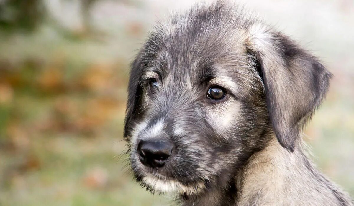 щенок хобарский волкодав. черный ирландский волкодав щенки. ирландский волкодав. щенок волкодава. ирландский волкодав черный.