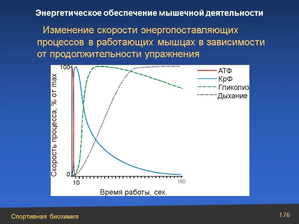 Изменение скорости роста. Энергетическое обеспечение мышечной деятельности. Источники энергообеспечения мышечной деятельности. Энергообеспечение работы мышц. Механизмы энергообеспечения мышечной деятельности.