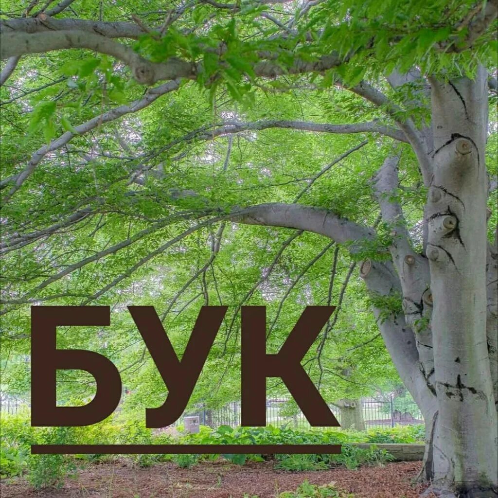 Бука это. Букы бук. Мудрость дерева а Лопатина. Бука Москва. Буки в Челябинске.