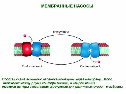 Мембран центр