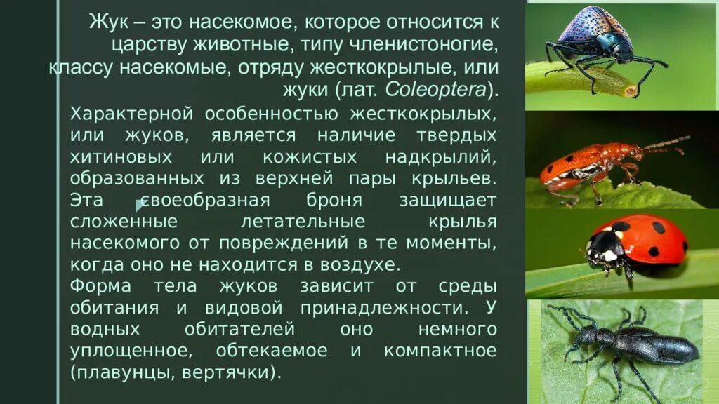 Какой группе относятся жуки. Характеристика жесткокрылых Жуков. Характеристика отрядов насекомых жесткокрылые. Характеристика отряда жесткокрылые. Отряд жесткокрылые жуки.