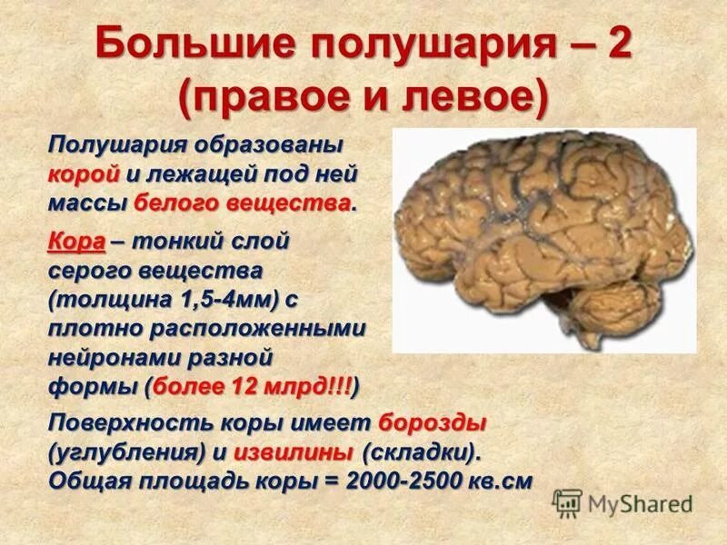 Характеристика коры головного мозга. Большое полушарие. Большие полушария головного мозга человека.
