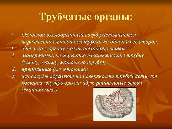 Трубчатые органы. Трубчатые органы примеры. строение трубчатых органов. строение паренхиматозного и трубчатого органов.