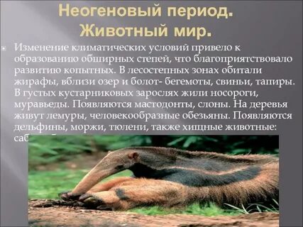 Животные 4 периода