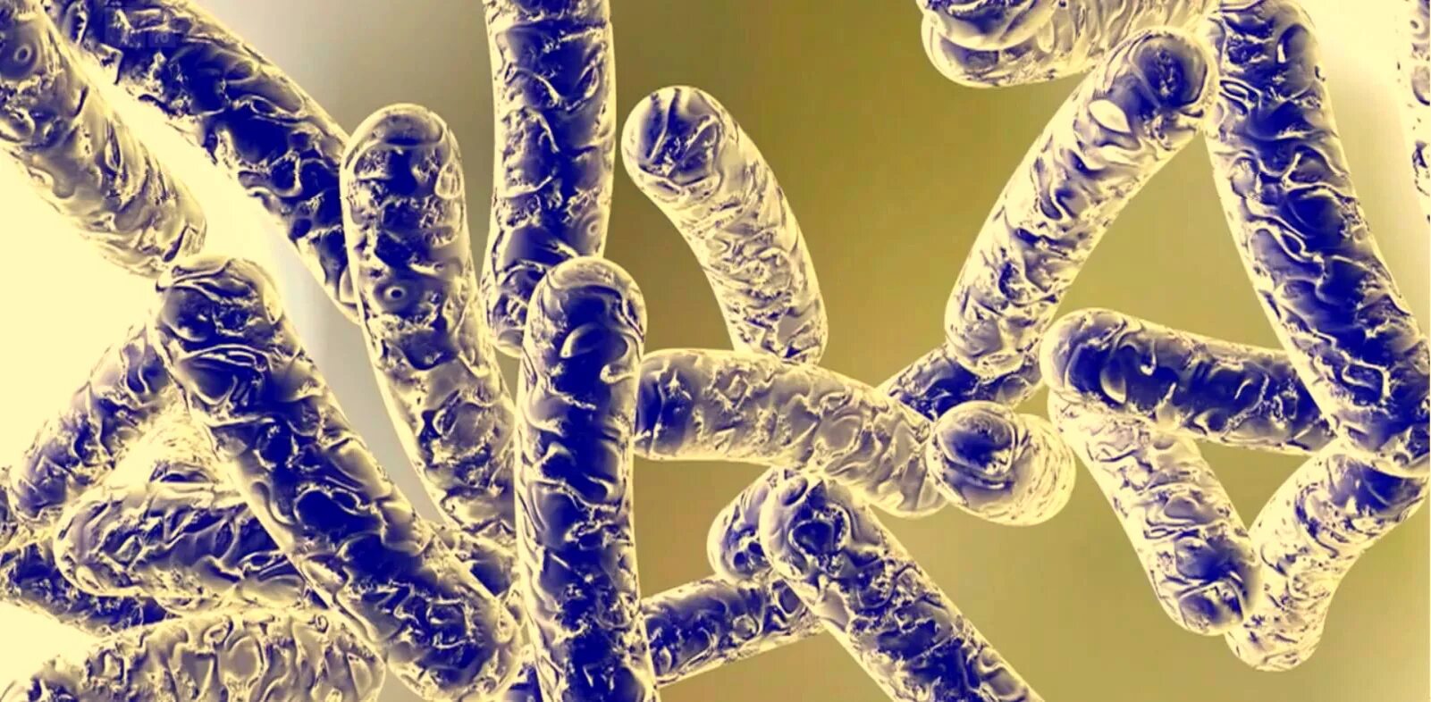 Легионелла пневмофила микробиология. Legionella pneumophila микробиология. Legionella pneumophila анаэроб. Легионелла. Легионеллез инфекционные болезни.