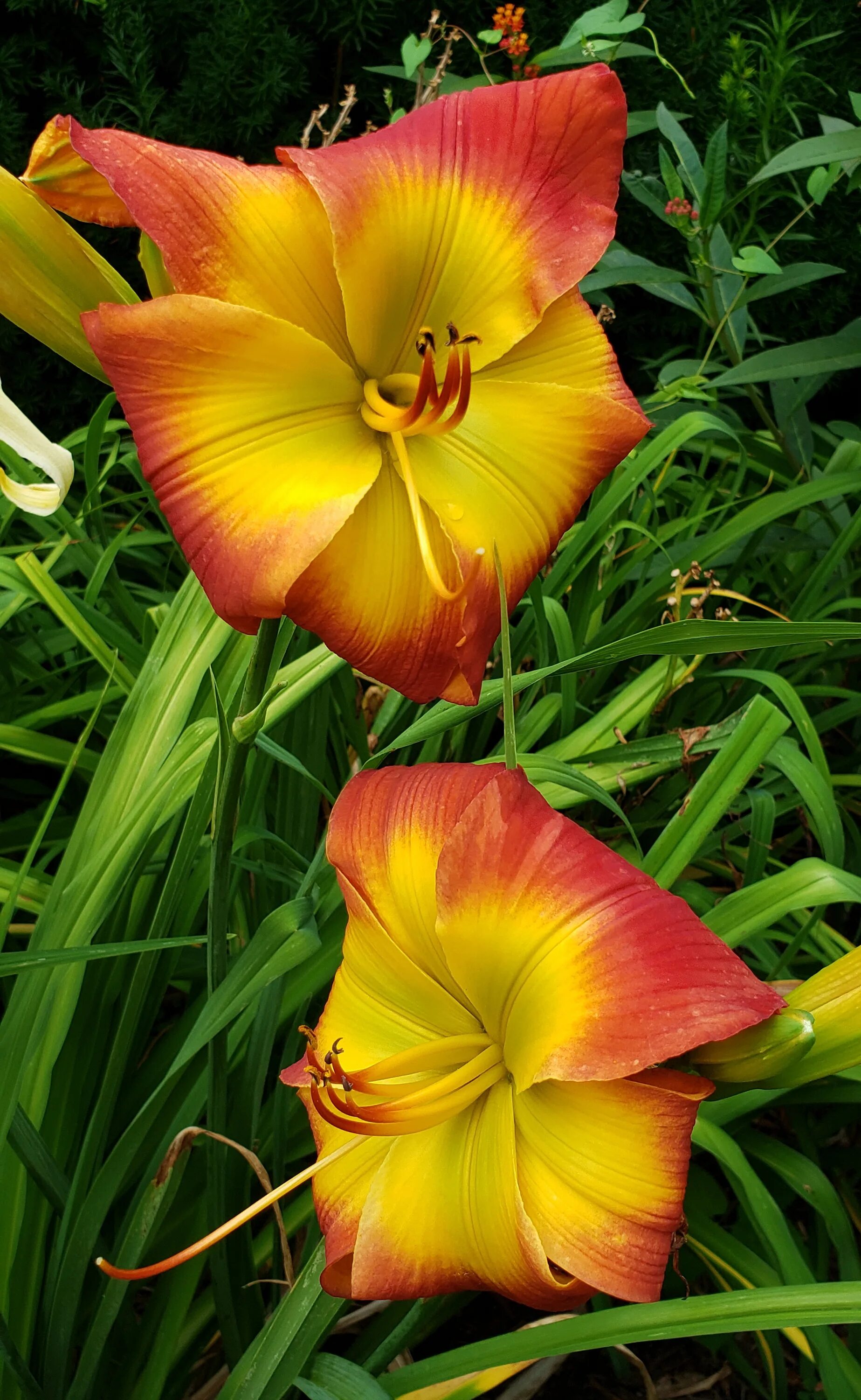 Хемерокаллис. Гемерокаллис. Hemerocallis Minor. Hemerocallis hakuunensis.