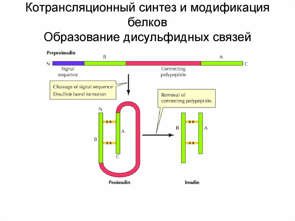 Синтез белковых молекул происходит. Котрансляционный Синтез. Модификация белков после синтеза. Образование белков. Посттрансляционные модификации белков.