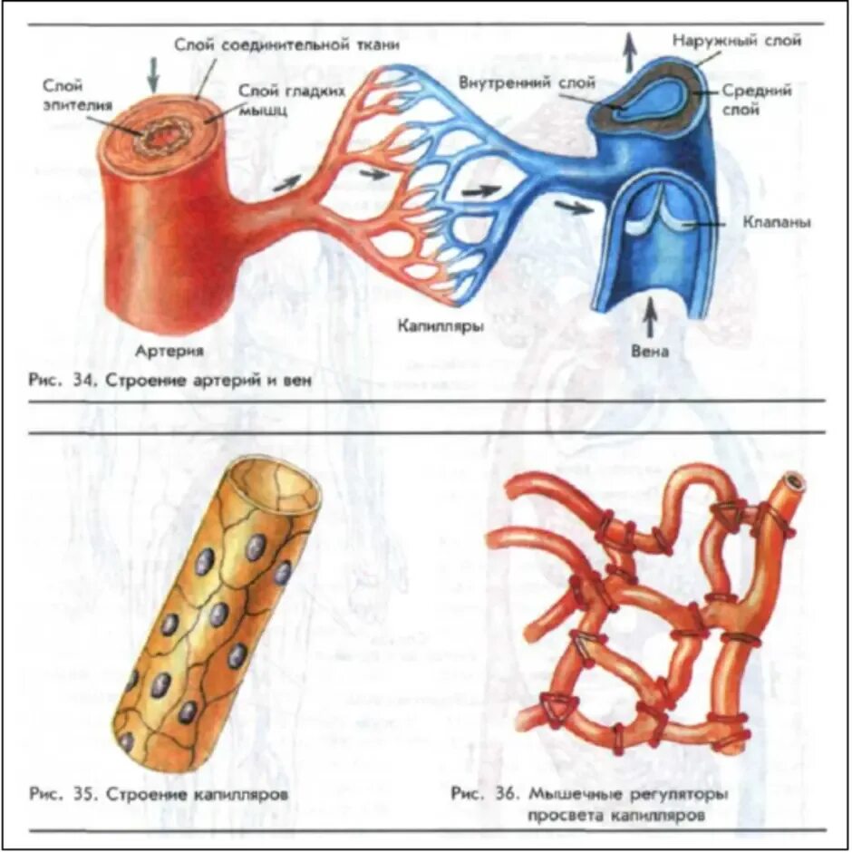 Строение вены рисунок. Строение стенок артерий вен капилляров лимфатических сосудов. Схема строения кровеносных сосудов. Схема строения стенки артерий вен капилляров. Строение артерии вены и капилляры.