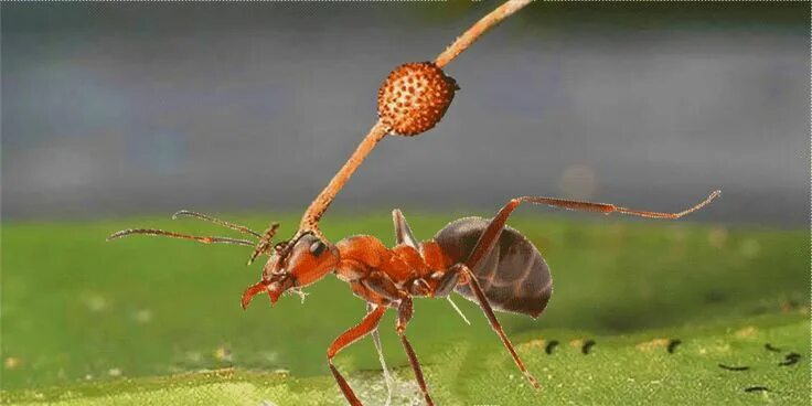 Муравьев заболела. Кордицепс однобокий. Кордицепс муравей. Кордицепс муравей зомби. Гриб кордицепс и муравей.