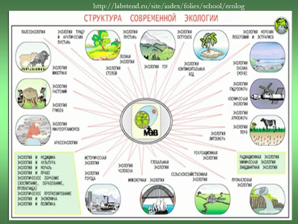 Структура современной экологии. Структура современной экологии схема. Экология 7 класс. Таблица на тему экология.