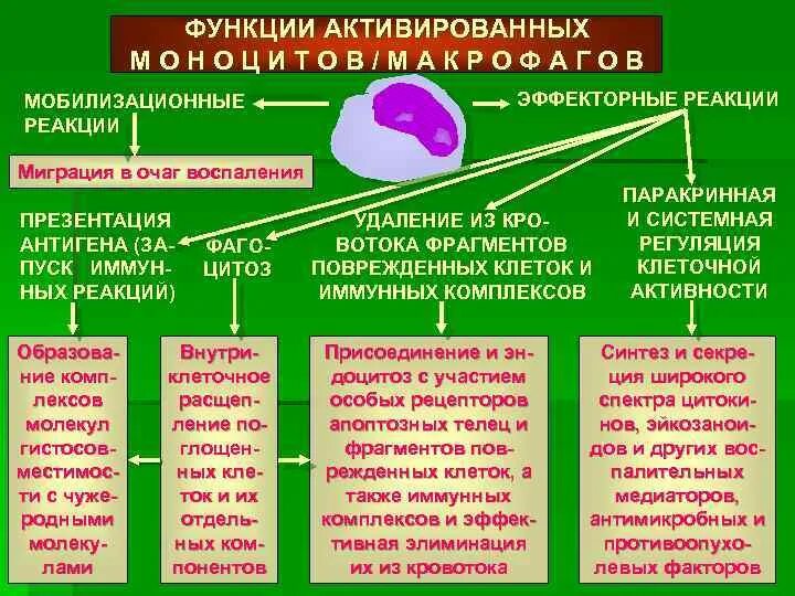 Активация функций через. Назовите функции активированных макрофагов. Функции макрофагов в очаге воспаления. Роль активированных макрофагов. Одной из функцией макрофагов является:.