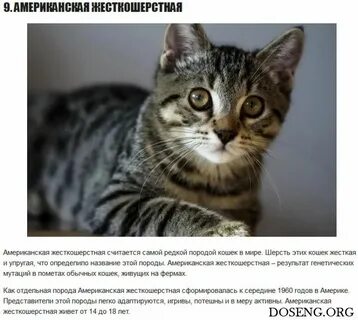 Как распознать кошку
