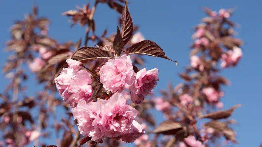 Сакура роял бургунди. Вишня мелкопильчатая Роял бургунди. Prunus serrulata Royal Burgundy. Слива мелкопильчатая Royal Burgundy. Вишня мелкопильчатая.