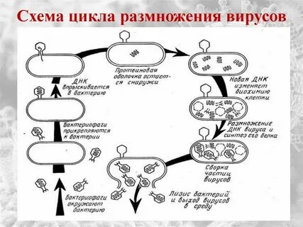 Как происходит размножение вирусов