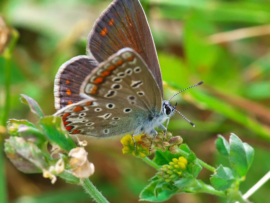 голубянка икар бабочка. североамериканская голубянка. голубянка икар. махаон и голубянка. бабочка голубянка голубая.