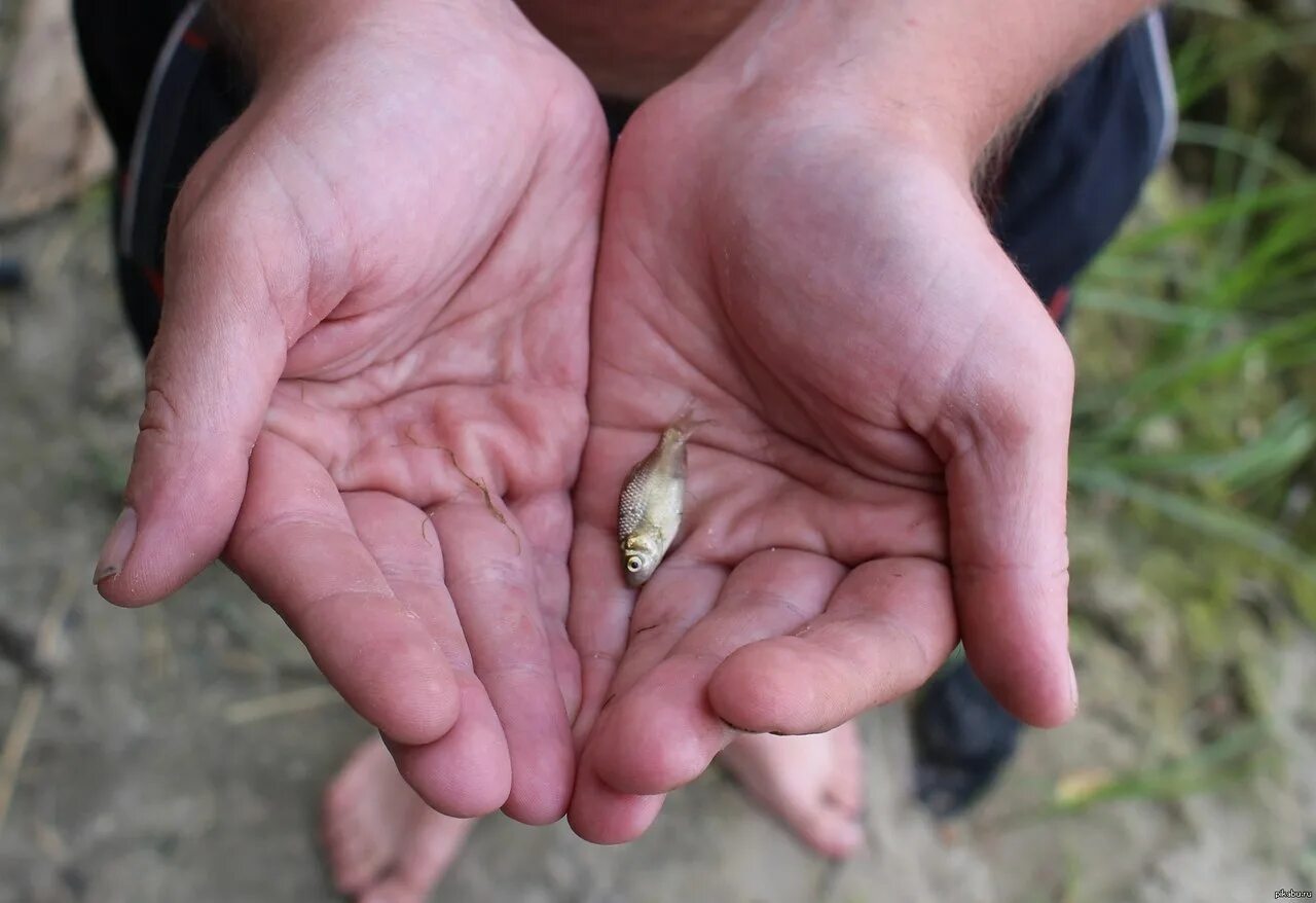 маленьким крючком большую рыбу не. пойманная рыба на крючке. маленькая рыба на крючке. большим крючком маленькую рыбу не поймаешь. большим крючком маленькую рыбу не поймаешь.