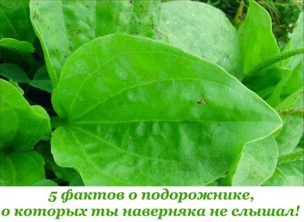 Трава листья подорожника большого