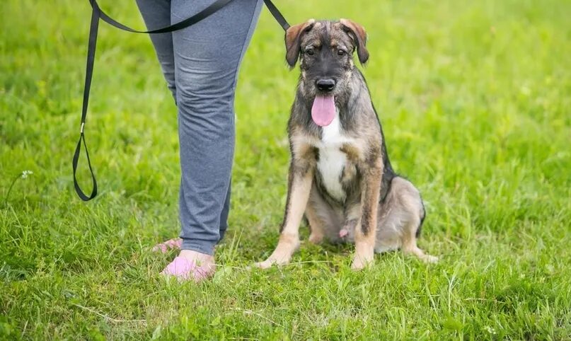 Немецкая овчарка кобель 7 месяцев. Щенок 7 месяцев. Кобель немецкой овчарки 6 мес. Немецкая овчарка 6 месяцев. Щенок 7 месяцев.