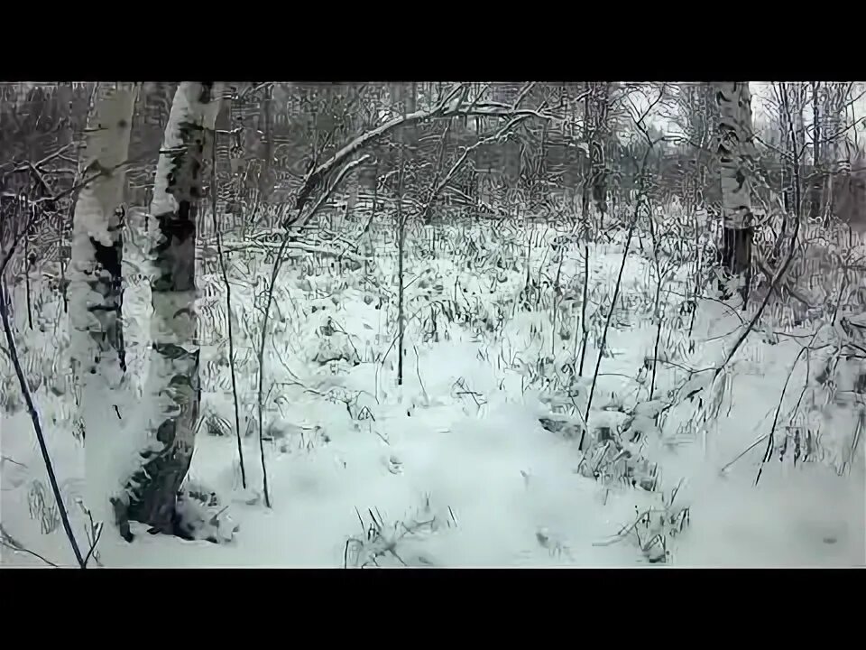 Лежка зайца зимой. Фото убитого зайца на снегу. Синька зайца по снегу.