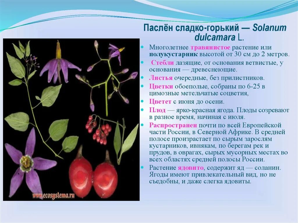 Растения семейства пасленовых ответ. Паслен сладко Горький плод. Паслён сладко-Горький соцветие. Паслён сладко-Горький формула цветка. Паслен сладко-Горький строение цветка.