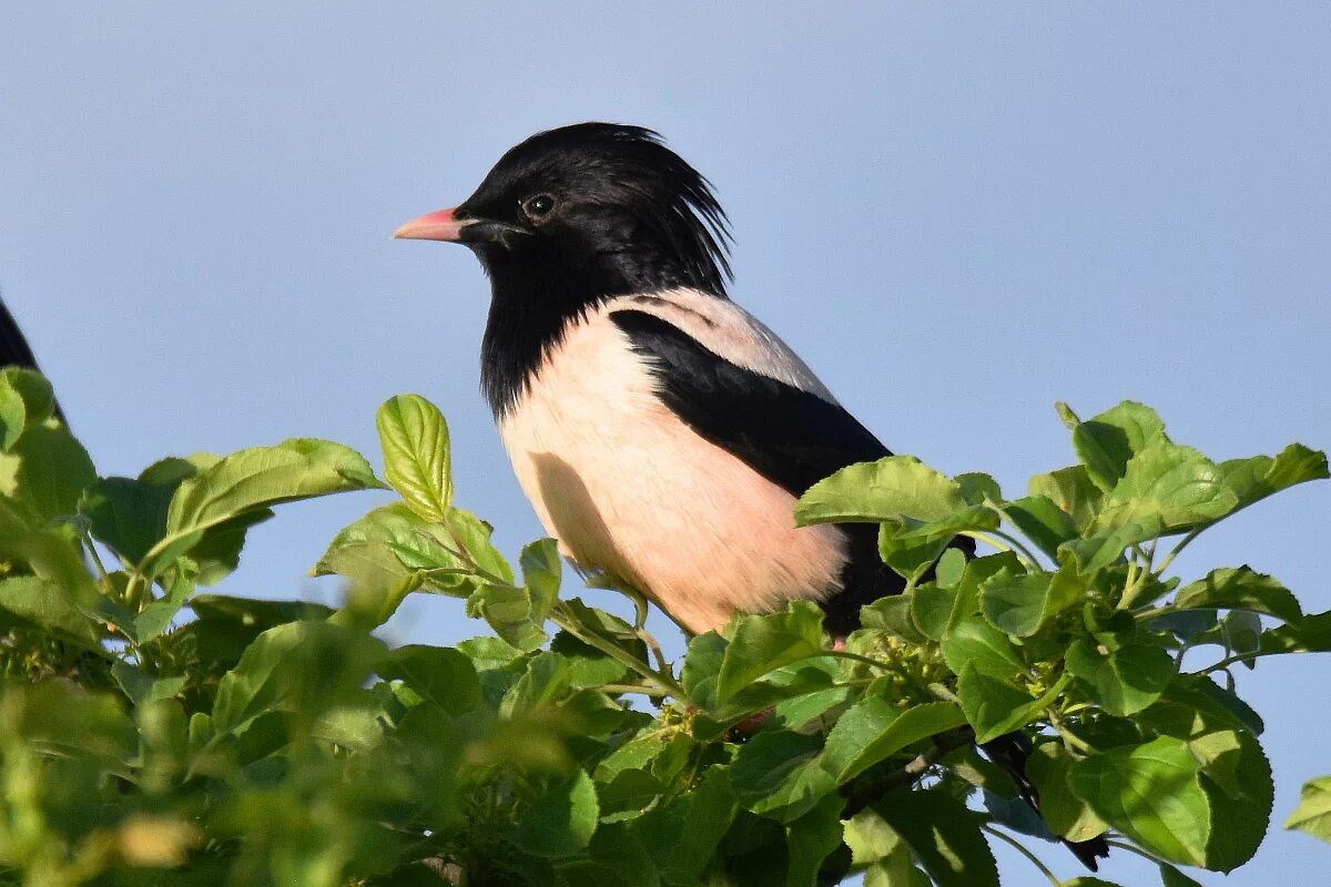 Розовый скворец. Розовый скворец (sturnus roseus). скворец крымский. розовый скворец в крыму красная книга. розовый скворец скворцы.