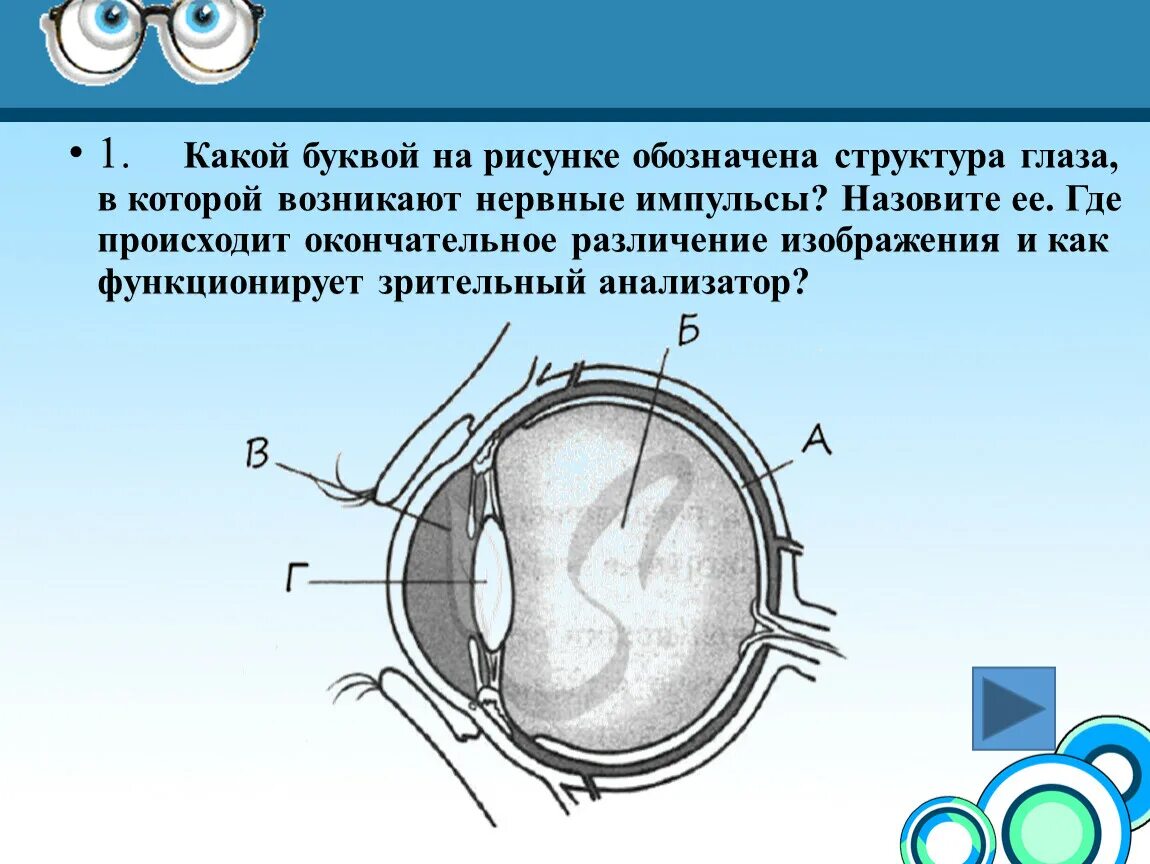 Строение глаза рисунок. Рисунок глаза биология 8 класс. Зрительный анализатор картинка. Строение глаза 8 класс биология.