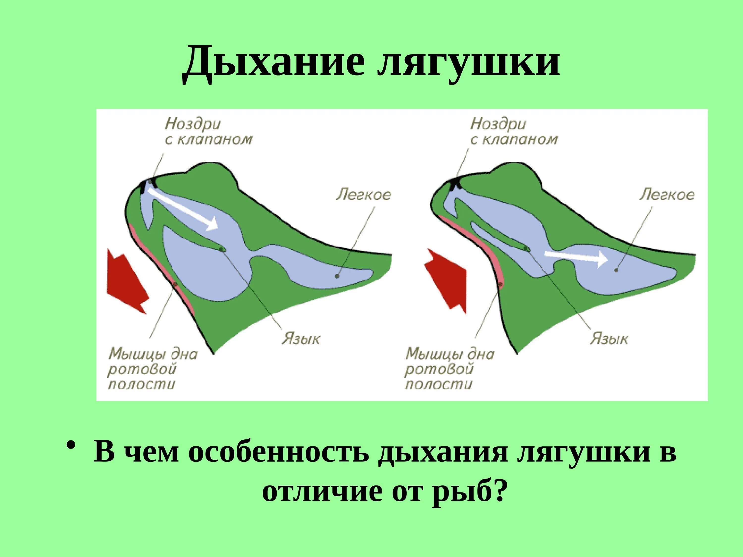 Дыхание лягушки в воде. Механизм вдоха лягушки. Строение дыхательной системы земноводных. Чем дышит жаба. Как дышит лягушка.