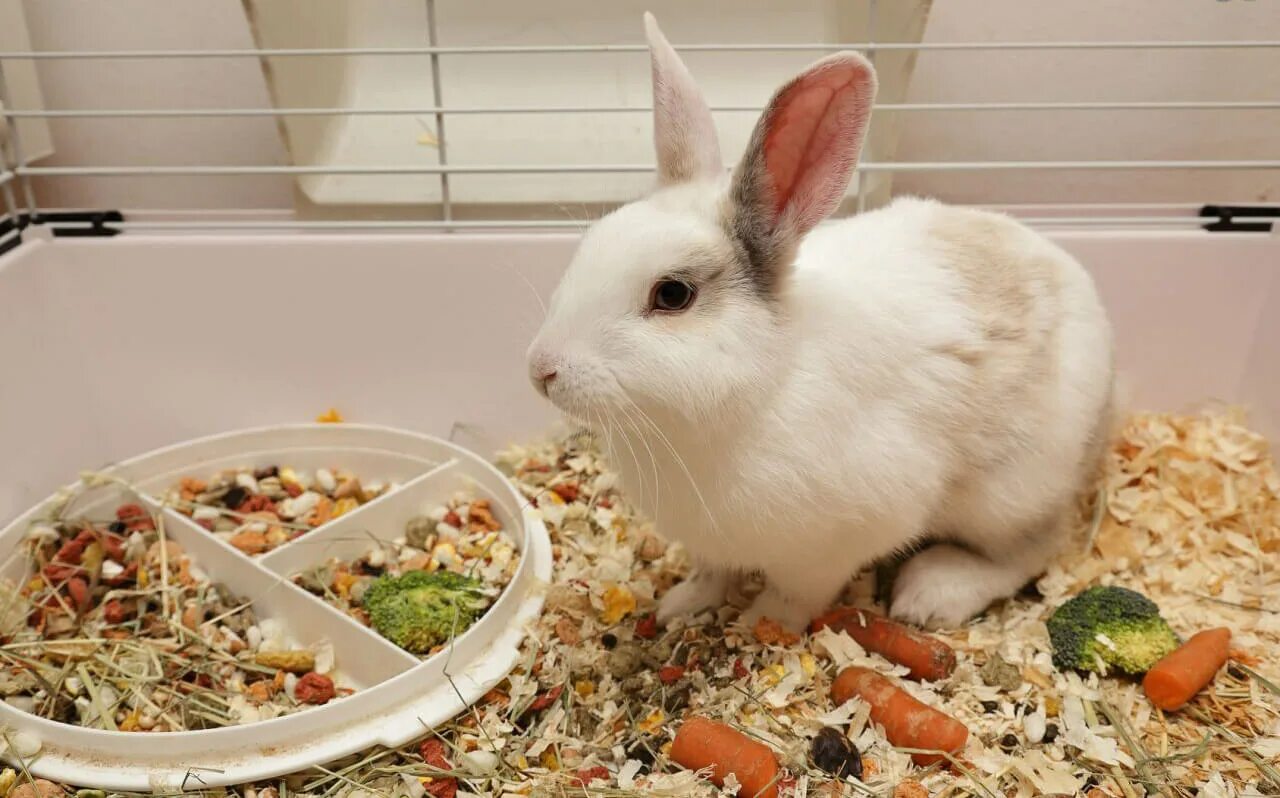 Кролик года жизни. Декоративный кролик. Еда для кроликов. Домашние кролики декоративные. Кролик домашний декоративный.
