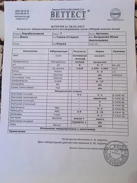 Рн мочи кота. Общий клинический анализ мочи кошка расшифровка. общий анализ анализ мочи у кошки в норме. биохимический анализ мочи при мкб у собаки. показатели анализа мочи у кота.