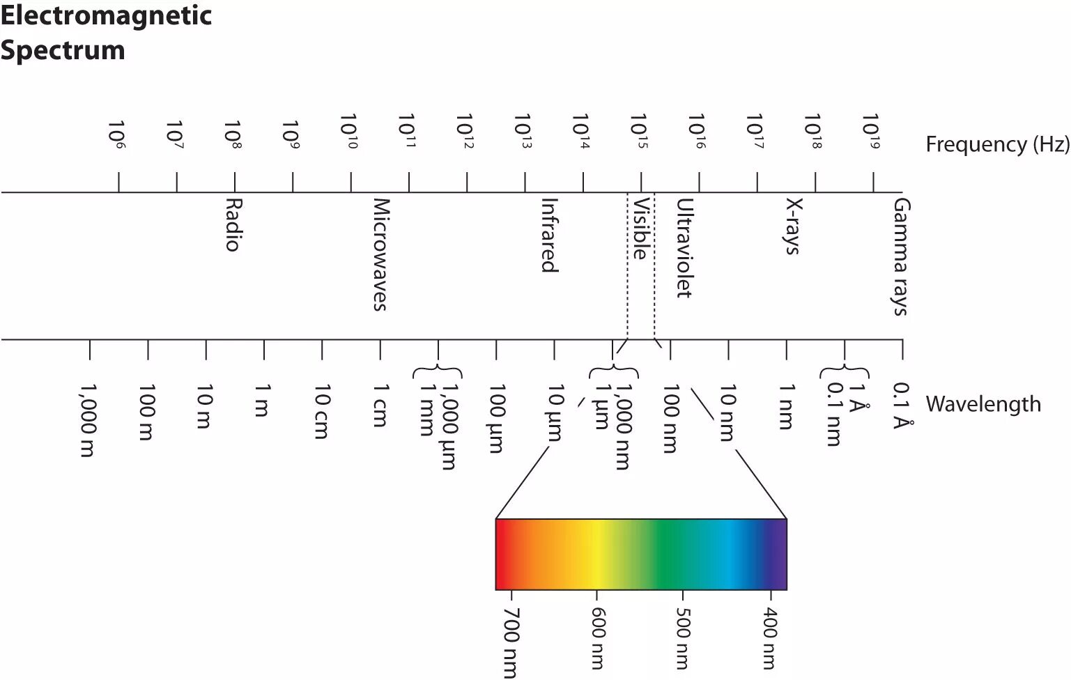 Electromagnetic Waves Spectrum. Wavelength Spectrum. Em Waves Spectrum. Диаграмма длин волн.