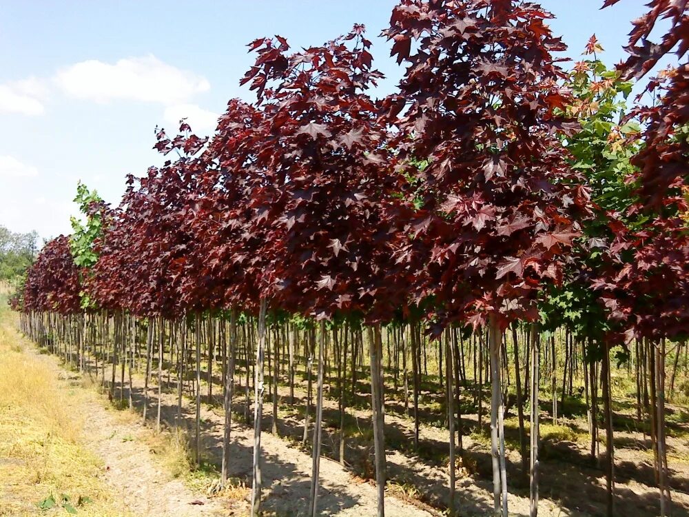 Крона ессентуки питомник. Клен остролистный Роял ред. Acer platanoides Royal Red клен. Acer platanoides 'Royal Red'. Клен остролистный 'Royal Red' штамб.